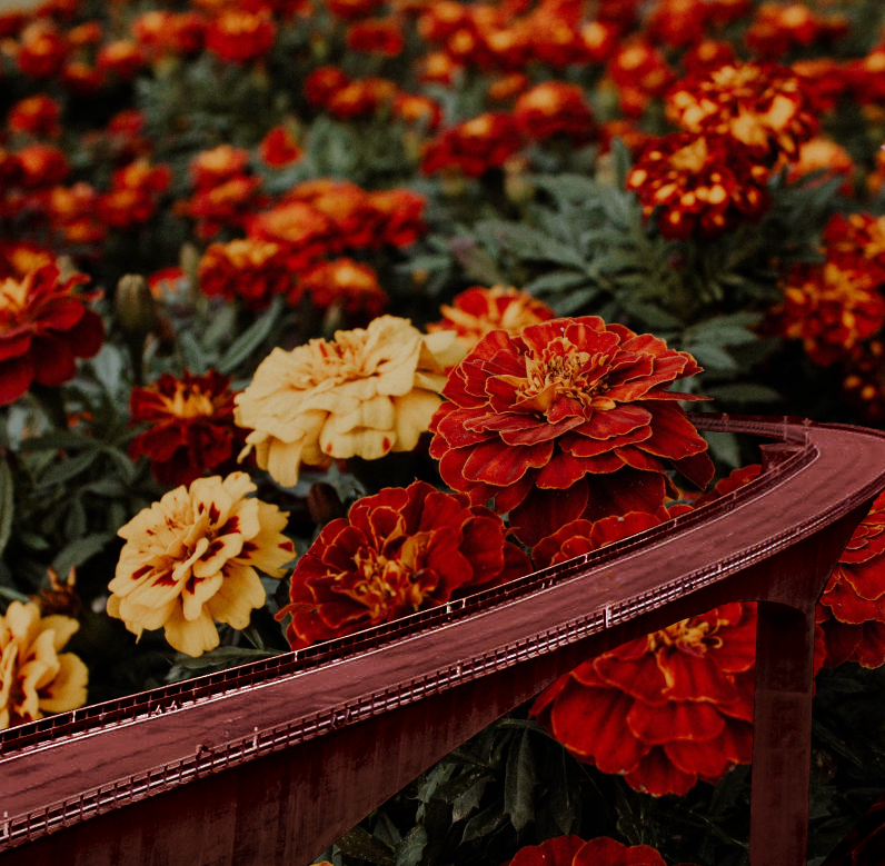 Picture of Bridge of Beauty with red marigolds