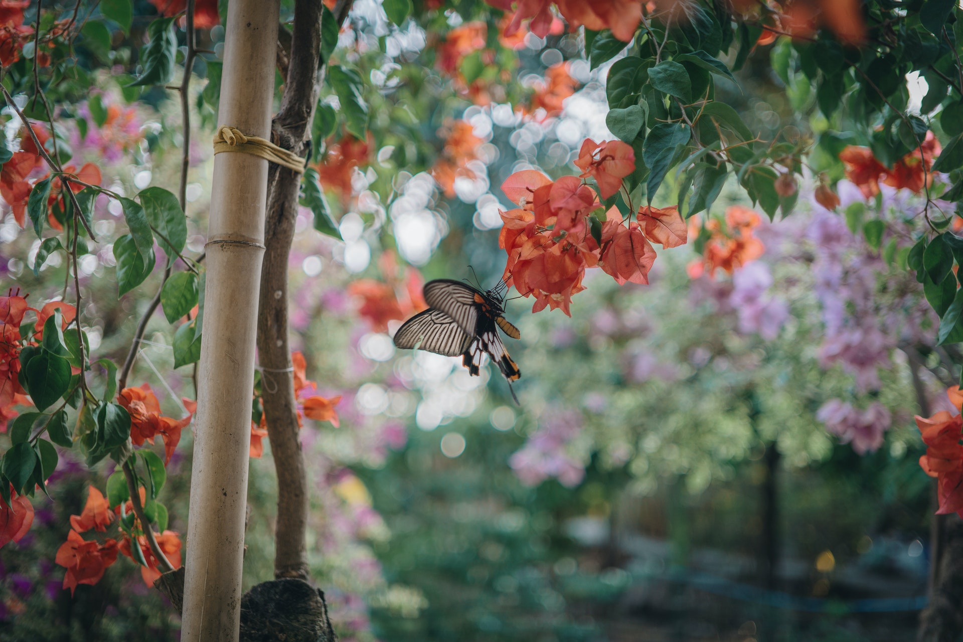 Picture of butterfly harvesting from a peach flower