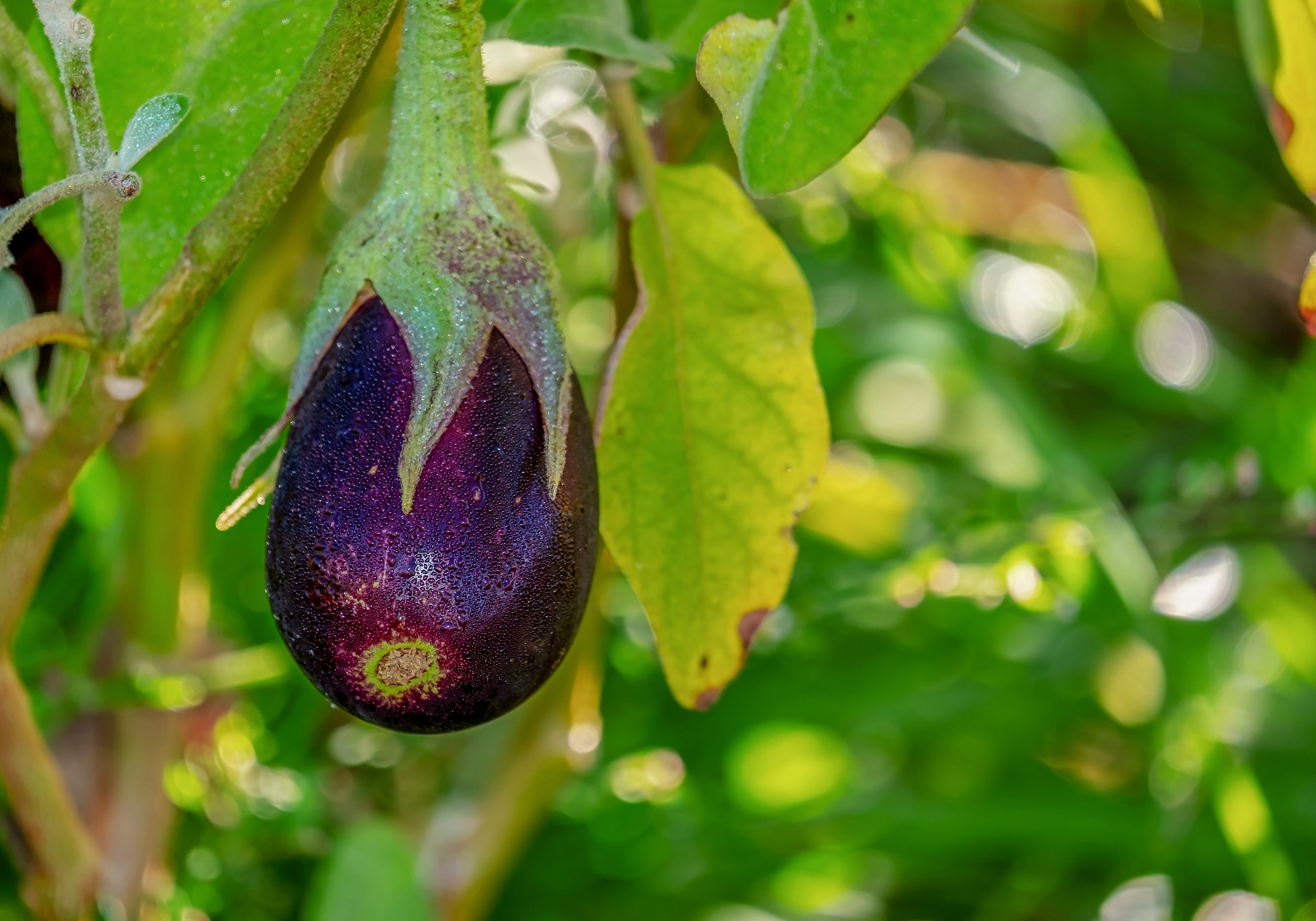 Picture of Eggplant