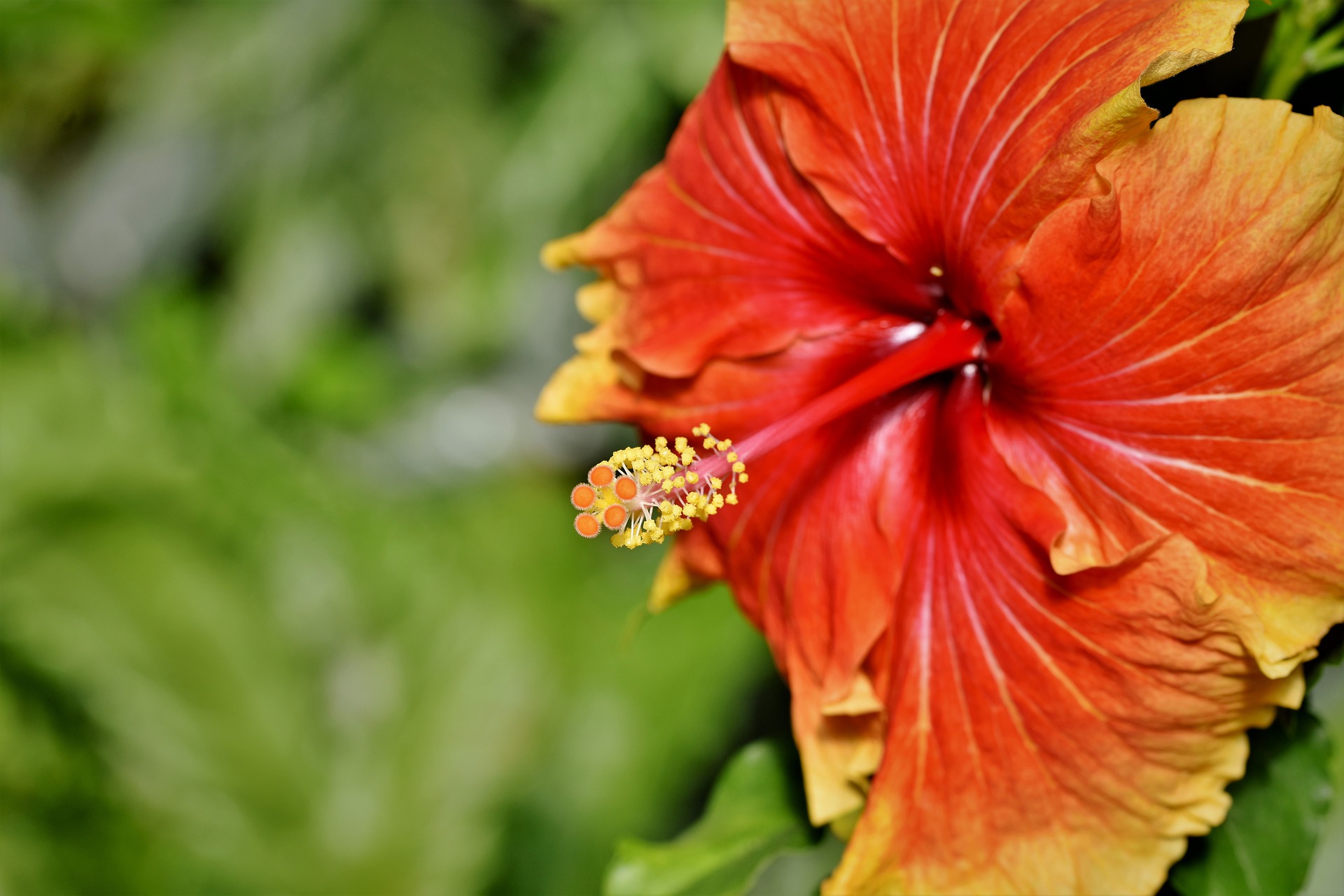 Picture of Hibiscus