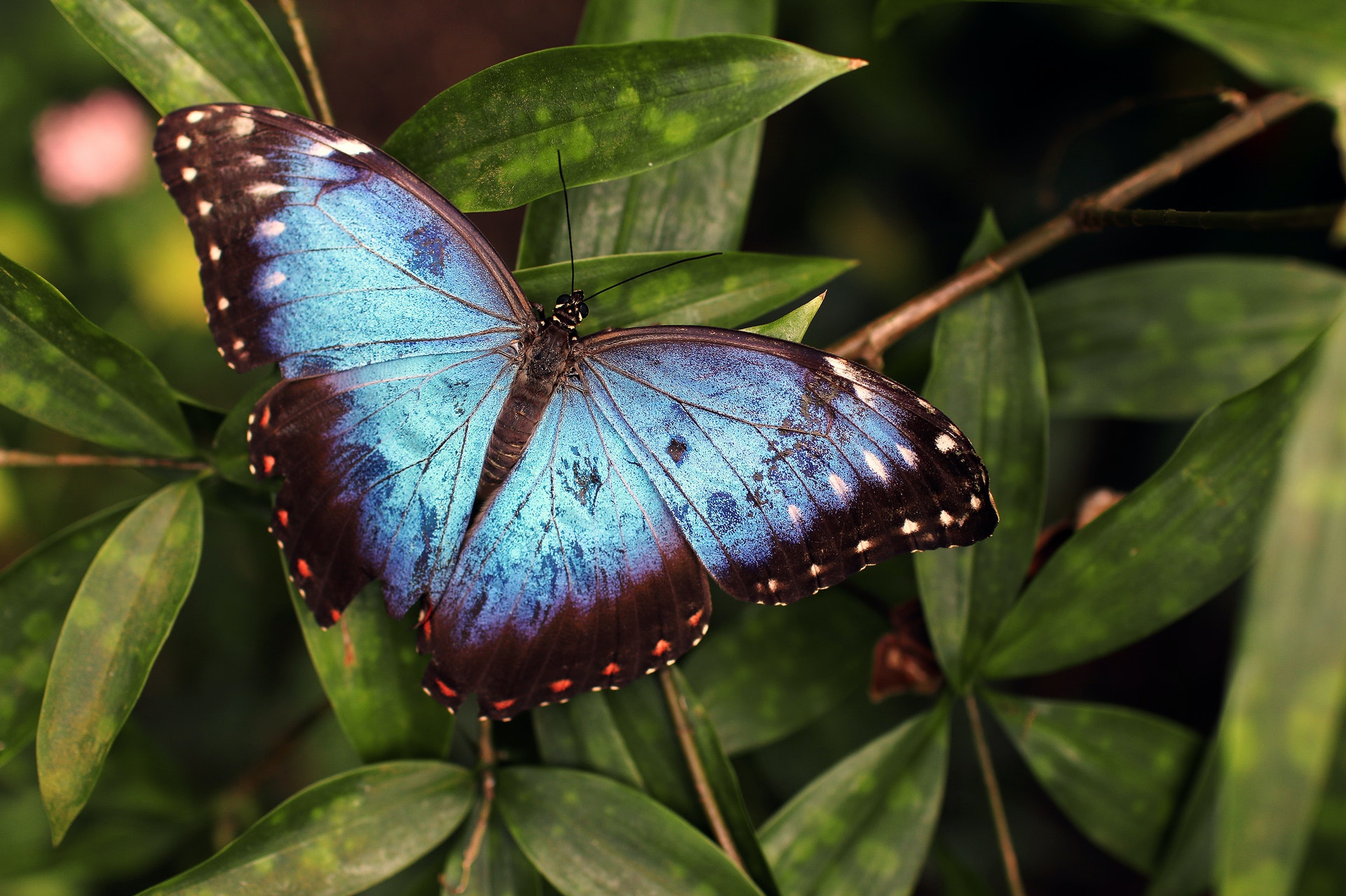 Picture of Morpho Butterfly