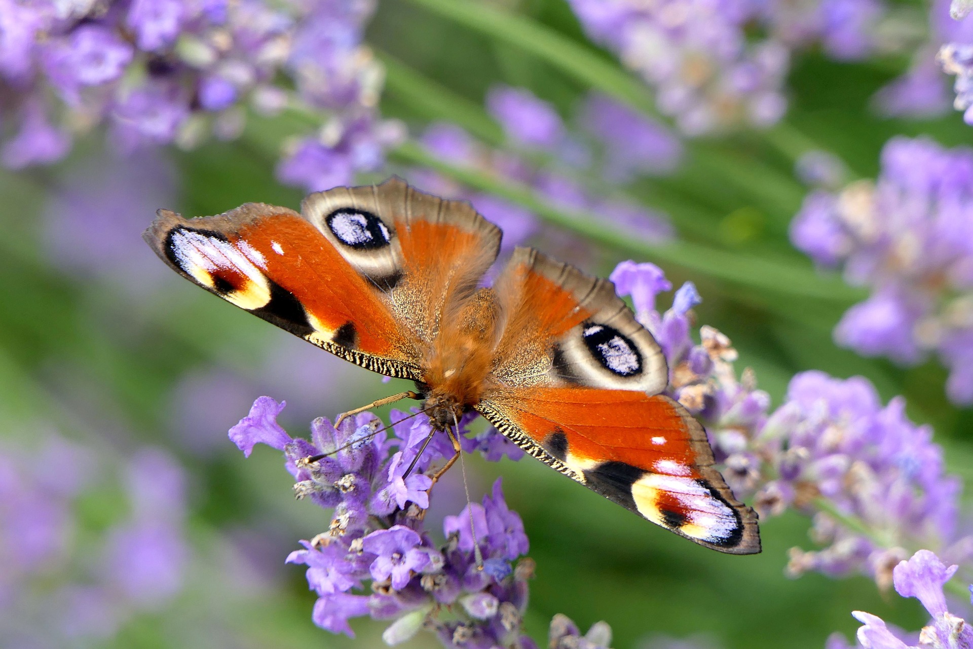 Picture of Peacock Butterfly