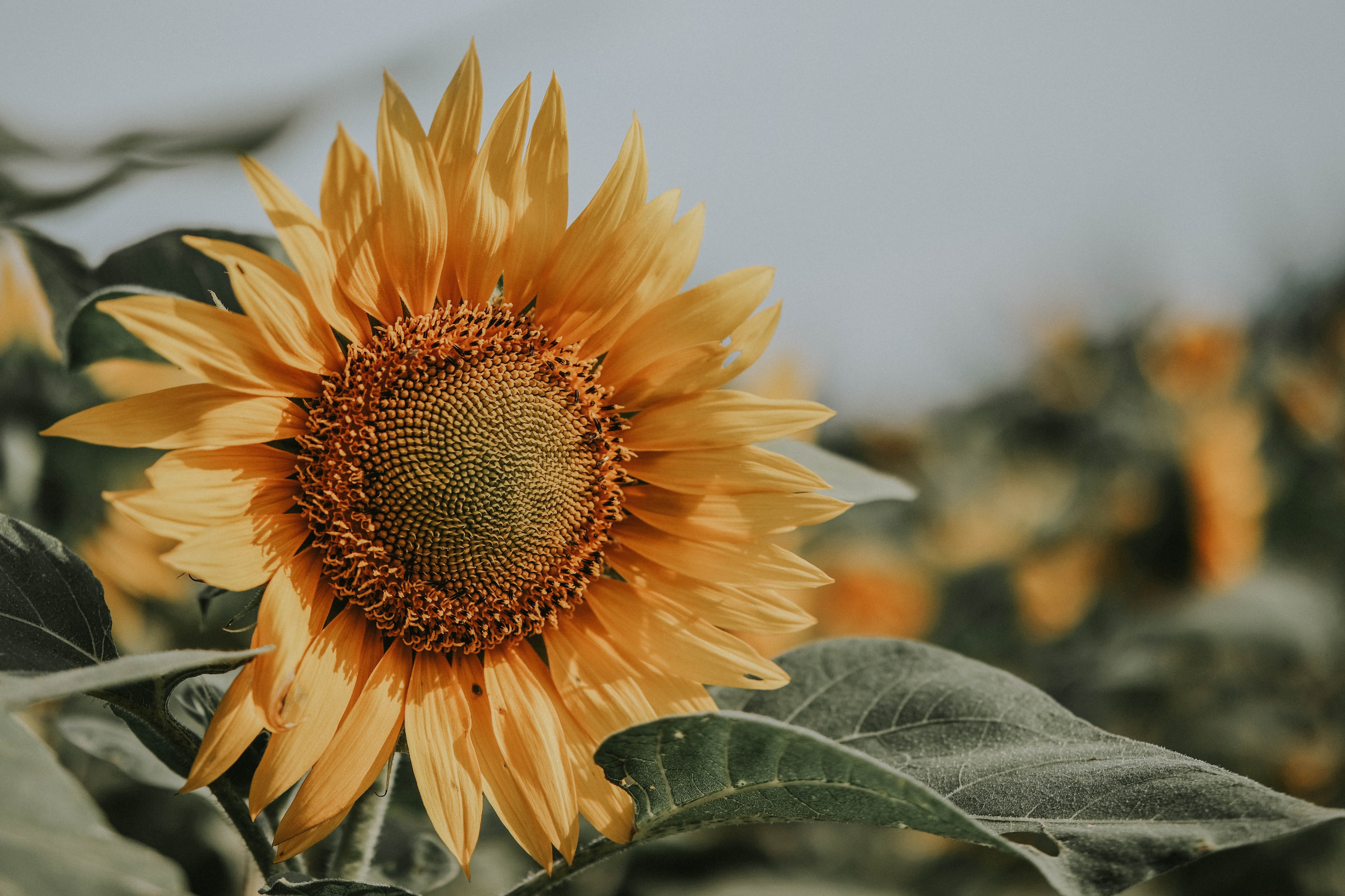 Picture of Sunflower