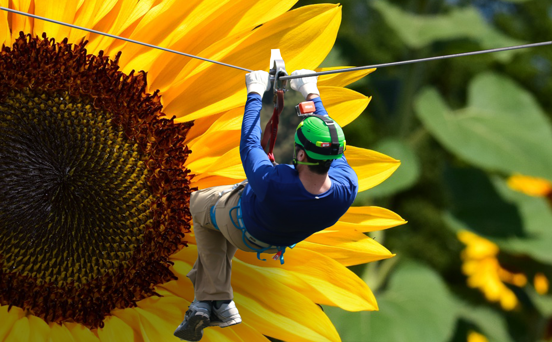 Picture of a shrunken person ziplining towards a sunflower