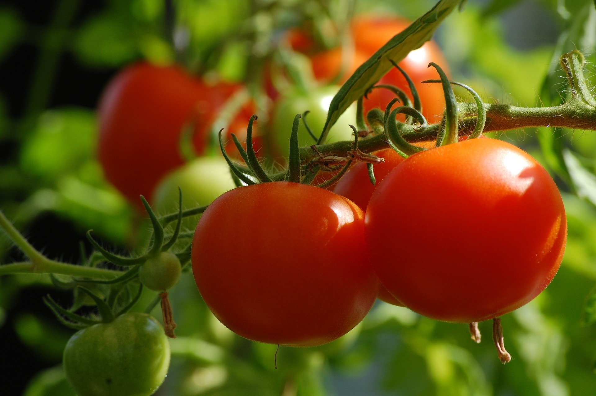 Picture of Tomato